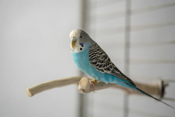 All Natural Perches